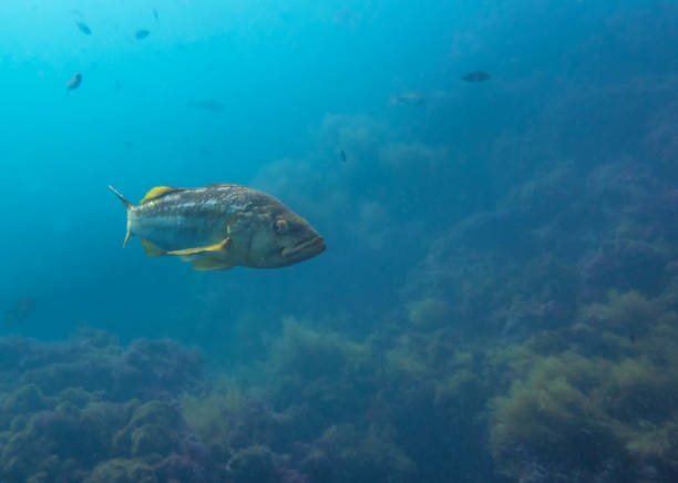 Kelp Bass Fish over Kelp Forest Underwater in Blue Ocean stock photo