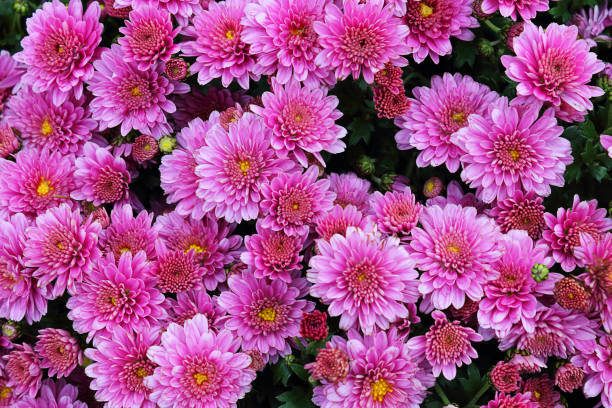 istock Background image of flowers, chrysanthemum (lat. Chrysanthemum) or small-flowered chrysanthemum (Dendranthema indicum). Selective focus, flat lay, top view, full frame 1054796632