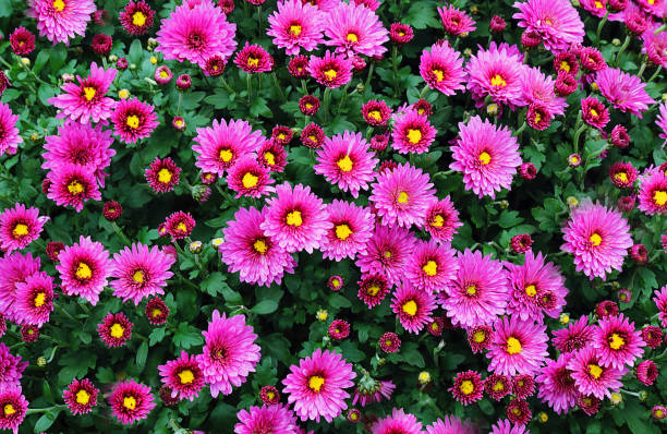 istock Background image of flowers, chrysanthemum (lat. Chrysanthemum) or small-flowered chrysanthemum (Dendranthema indicum). Selective focus, flat lay, top view, full frame 1054796638