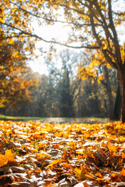istock Autumn Leaves in park 1054797872