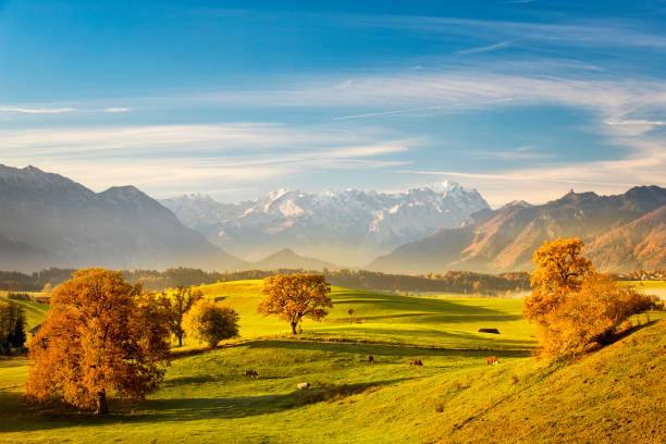 kuh auf der weide - indian summer am murnauer moos mit zugspitze im hintergrund - bayerische alpen stock-fotos und bilder