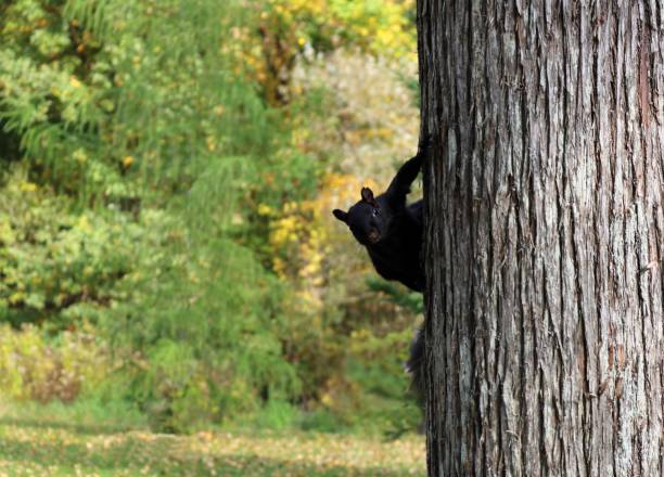 Black Squirrel climbing tree in Harrison Park, Owen Sound stops to look at the camera