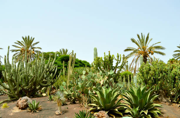istock Cactus garden in La Oliva 1054801412