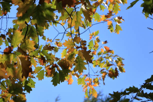 istock Orange Autumn leaves against the blue sky 1054802564