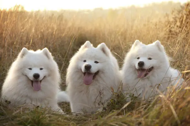 Samoyed dog