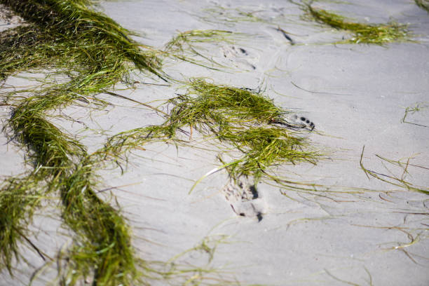 Alga weed from water at the beach lying around