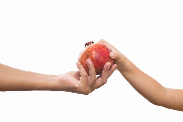 istock Pomegranate and Young mother Hand with her sons hand 1054805884
