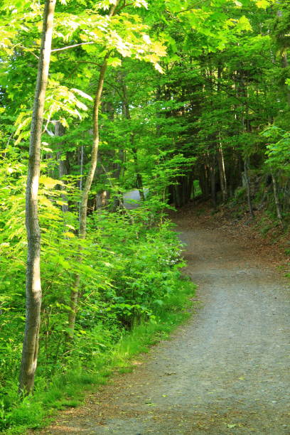 istock Path and trees - Walking Tours in Canada 28 1054806438