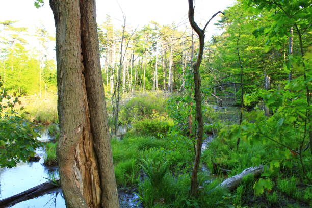 istock Trees and lake - Walking Tours in Canada 31 1054806494
