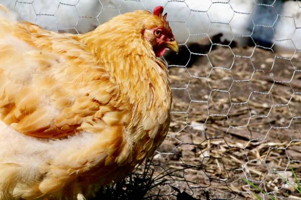 istock Chickens in iowa 1054807722