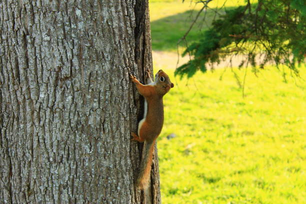 istock Squirrel - Walking Tours in Canada 83 1054808222