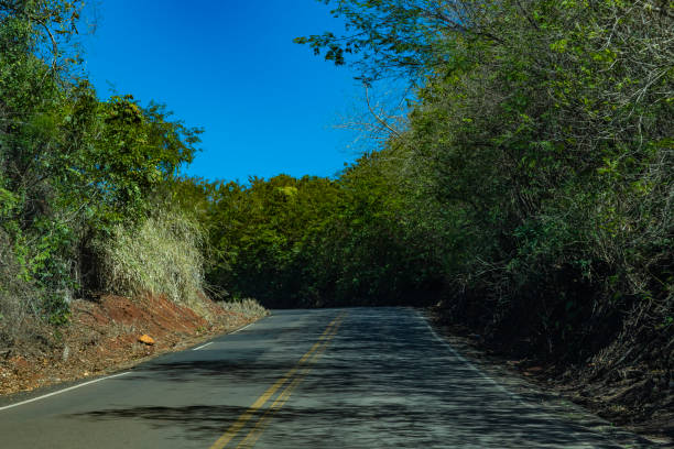 istock Road between trees. Road full of trees. Brazil 1054808264