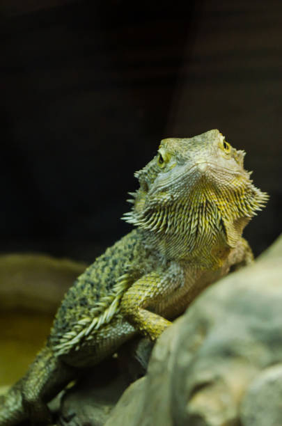 istock Green guana looking at you through the glass 1054809392