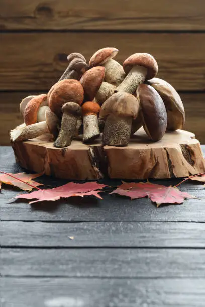 Autumn still-life. Wild edible mushrooms. Heap of porcini mushrooms on wood slab on dark background copyspace