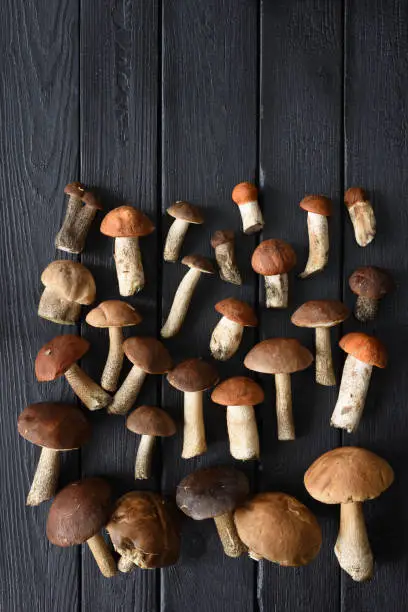 Autumn still-life. Flatlay of wild porcini mushrooms on black burnt wood background copyspace