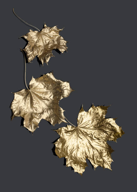 istock Golden maple leaves on gray background 1054819068