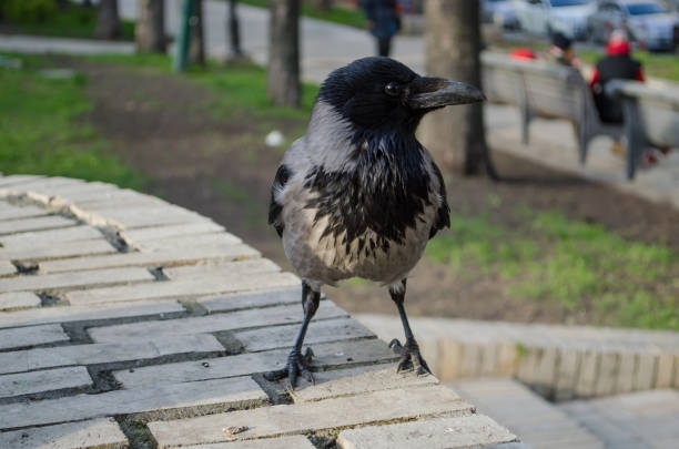 istock Curious gray crow is watchingin the Park closeup 1054822080