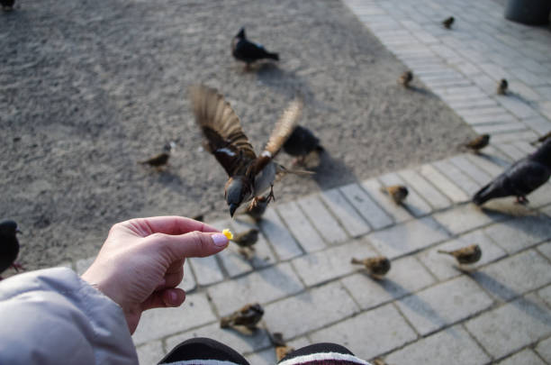 istock feed the birds sparrow with hands closeup 1054823728