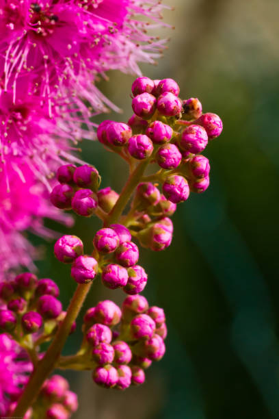 istock Fluffy pink flower Spiraea douglasii close up 1054826766