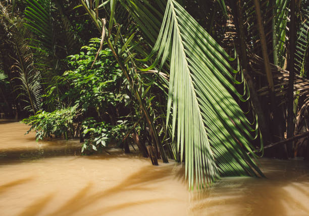 istock Close-Up Of Palm Trees In Forest 1054828588