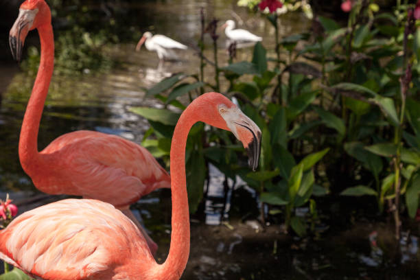 istock Caribbean flamingo Phoenicopterus ruber 1054830360