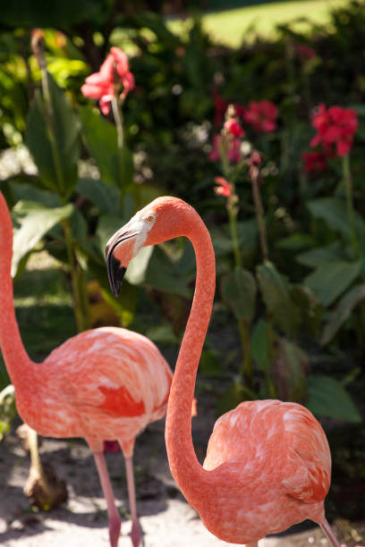 istock Caribbean flamingo Phoenicopterus ruber 1054830572