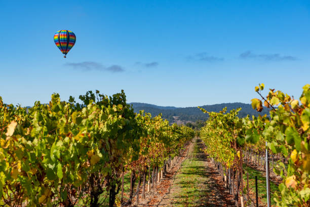 istock Rows of wine grapes with hot air balloon 1054832868
