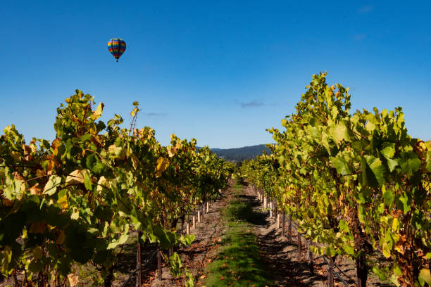 istock Rows of wine grapes with hot air balloon 1054833356
