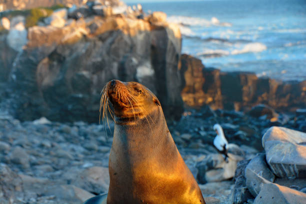 istock Galapagos sea lions 1054834716