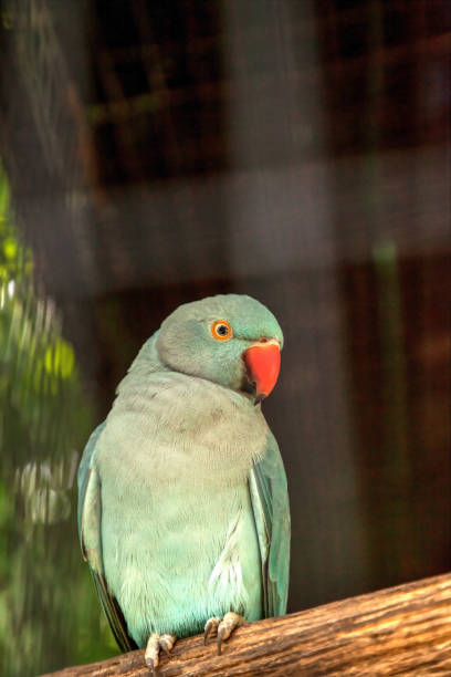 istock Pale blue Indian Ringneck Parakeet is also called the Noble Parakeed 1054834906