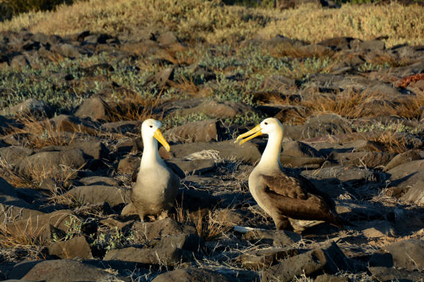 istock Birds of Galapagos 1054835882
