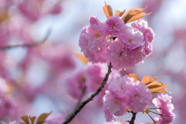 istock Close-Up Of Pink Cherry Blossoms In Spring 1054839060