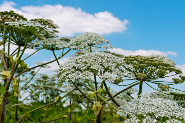 istock Giant hogweed plant (cow parsnip) against blue sky 1054839154