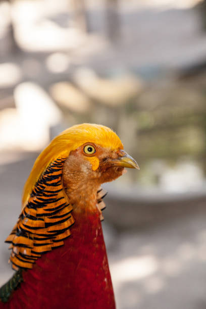 istock Male Golden pheasant also called the Chinese pheasant 1054840972