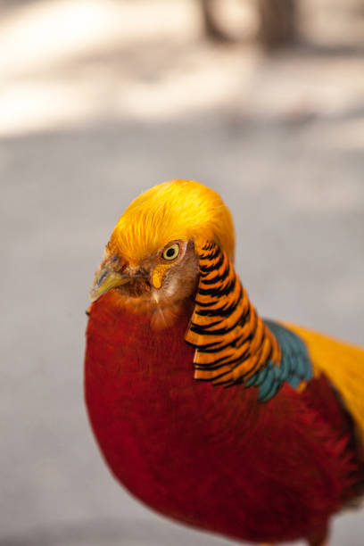 istock Male Golden pheasant also called the Chinese pheasant 1054841232