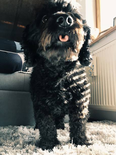 istock Cute Dog At Home 1054844402