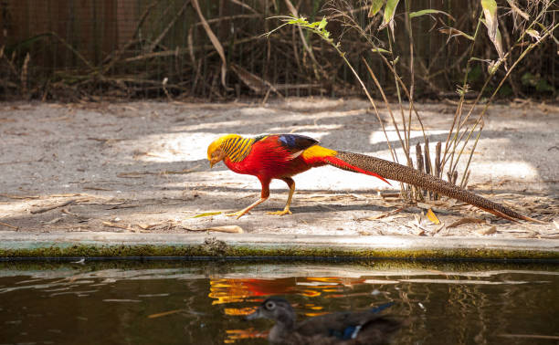 istock Male Golden pheasant also called the Chinese pheasant 1054844534