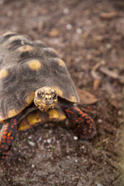 Close up of young Radiated tortoise in hand, Madagascar