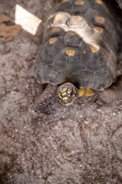 istock Red-foot tortoise Chelonoidis carbonaria forages 1054846704