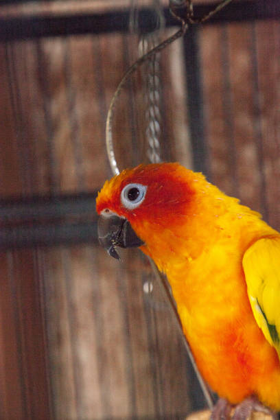 istock Suncheek conure parakeet perches in a cage 1054846706