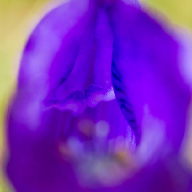 istock texture of aconite jungar flower close up 1054846754