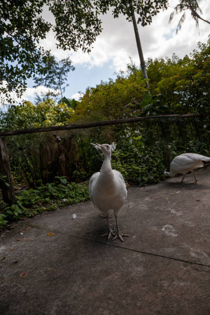istock White peacock or white peafowl is also called Pavo cristatus 1054846976