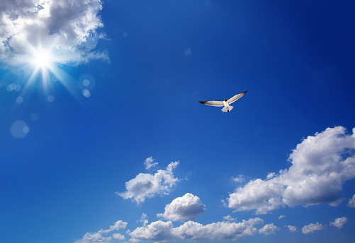 Cloudscape image with flying seagull over blue sky with clouds and shining sun