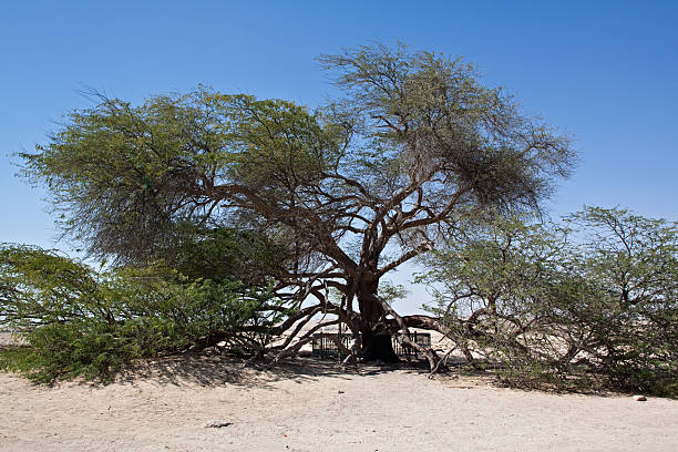 istock Tree of life Bahrain 105485109