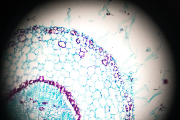 istock Young root of Gossypium hirsutum c.s. under light microscopy 1054851712