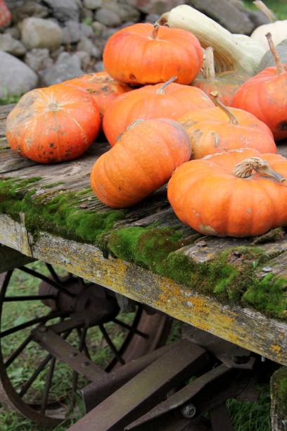 istock A pile of orange pumpkins/gourds sits on moss-covered wagon. 1054852964