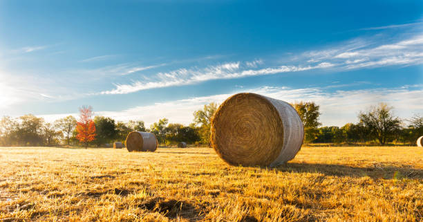 bales of Hay in a field on a fall day stock photo