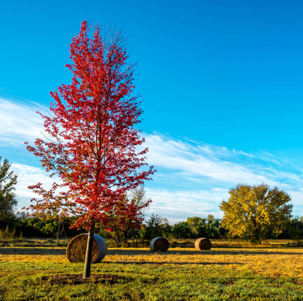 Red Maple in a field stock photo