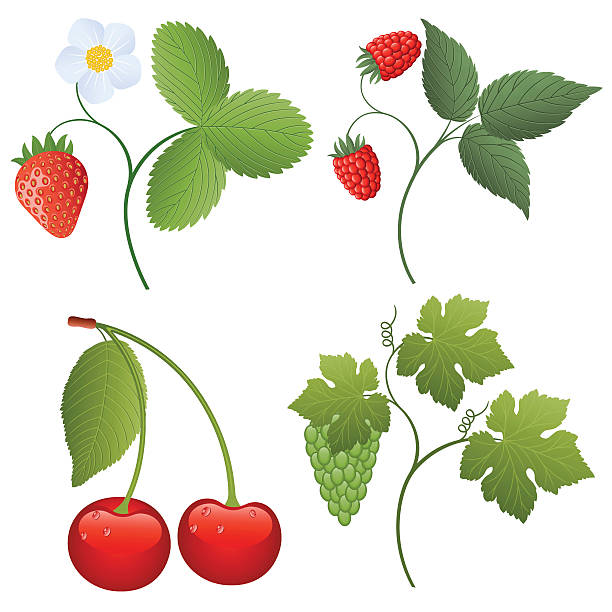 jagody i - strawberry vine stock illustrations