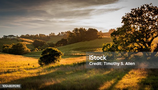 istock Early morning sunlight is filtered through the grass and a large oak tree 1054859590